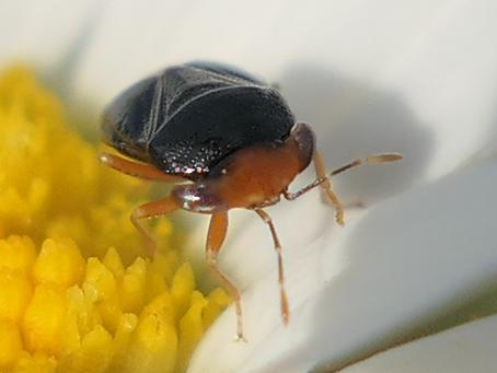 Geocoris erythrocephalus