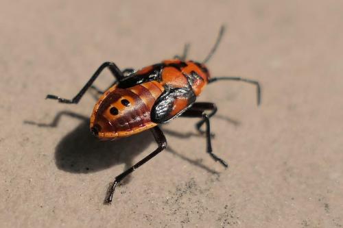 Réf. 283 124 : Spilostethus pandurus
