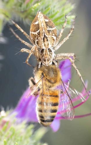 Oxyopes heterophthalmus