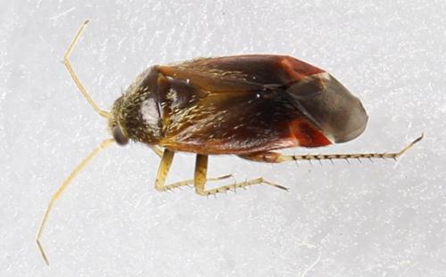 Psallus sp.