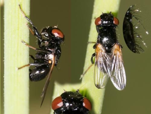 Ulidia apicalis
