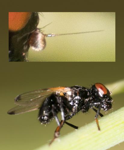 Ulidia apicalis