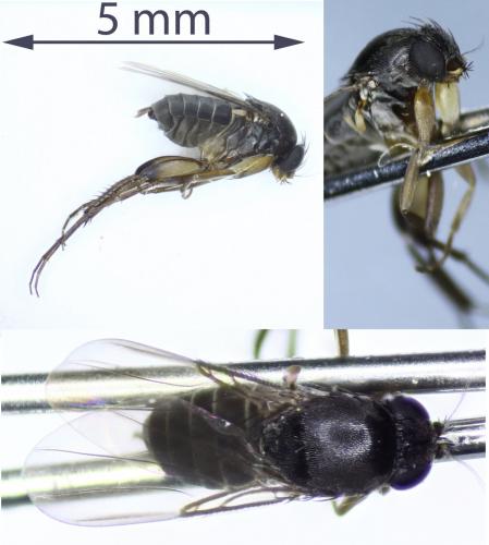 Megaselia sp.