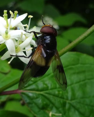 Volucella pellucens