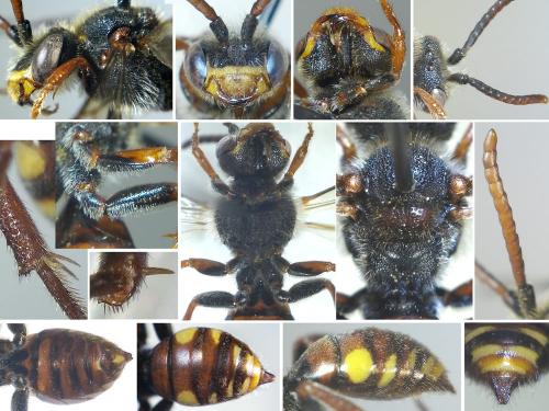 Nomada sp.