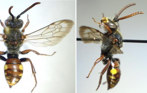 Nomada sp.