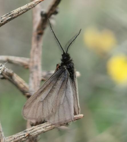 Heterogynis sp.
