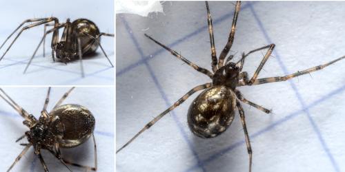 Réf. 283 029 : Lepthyphantes sp.