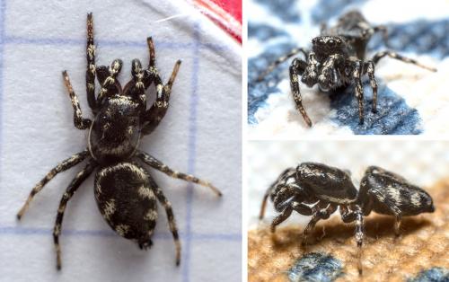 Réf. 283 867 : Salticus sp.