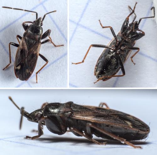 Réf. 283 327 : Eremocoris fenestratus
