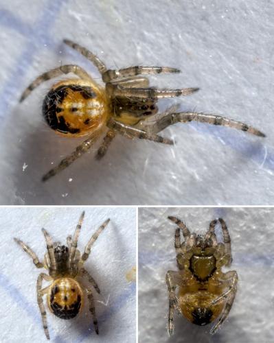 Zygiella sp.