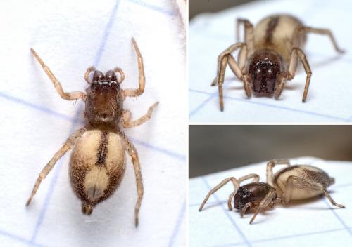 Porrhoclubiona leucaspis