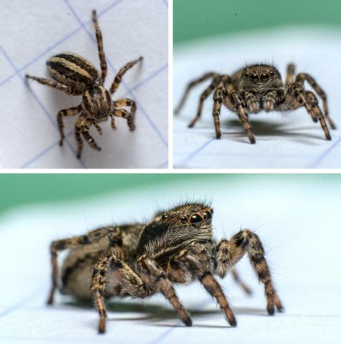 Phlegra fasciata