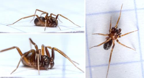 Zodarion italicum