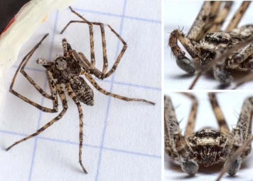 Réf. 283 701 : Philodromus buxi