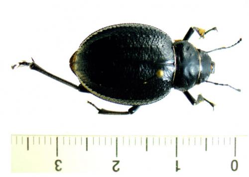 Pimelia sp.