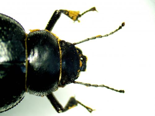 Pimelia sp.