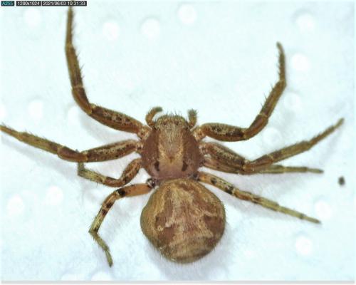 Réf. 283 161 : Xysticus kochi