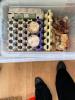 283884 – Photo : Laurine Violaine OCCOLIER – Élevage