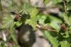 283083 – Photo : Limenitis78 – France (04)
