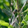 283092 – Photo : Pierre SENGEZ – France (60)
