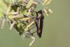 283810 – Photo : Marc Solari – France (68)