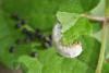 283136 – Photo : Bernard Nogues – France (83)