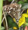 283285 – Photo : Yoann Pelouard – France (49)