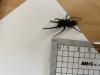 283449 – Photo : Laurine Violaine OCCOLIER – France (27)
