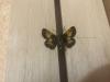 283087 – Photo : Limenitis78 – Canada