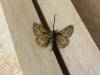 283771 – Photo : Limenitis78 – Canada