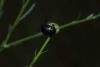 283536 – Photo : Loïs Rancilhac – France (34)