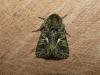 283315 – Photo : ORCHALLAN – France (44)