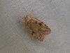 Agonopterix sp.