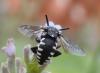 283526 – Photo : Catherine Reymonet-Smitten – France (31)