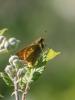 283345 – Photo : BourrinOman – France (30)