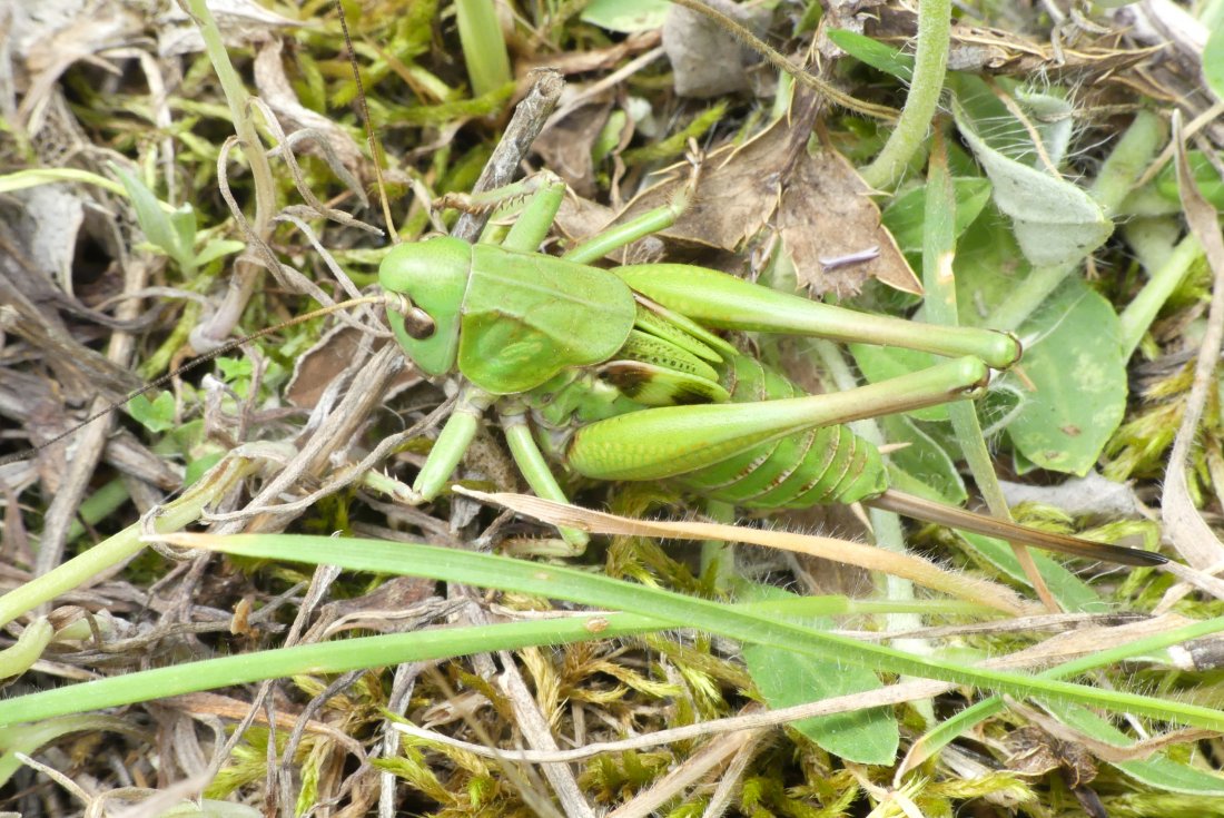 florent besson - Decticus verrucivorus verrucivorus - réf. 283820 (1100 x 735 pixels, 210 ko)