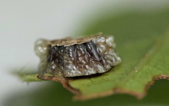 Françoise BERNARD - Nagusta goedelii - réf. 283123 (666 x 420 pixels, 23 ko)