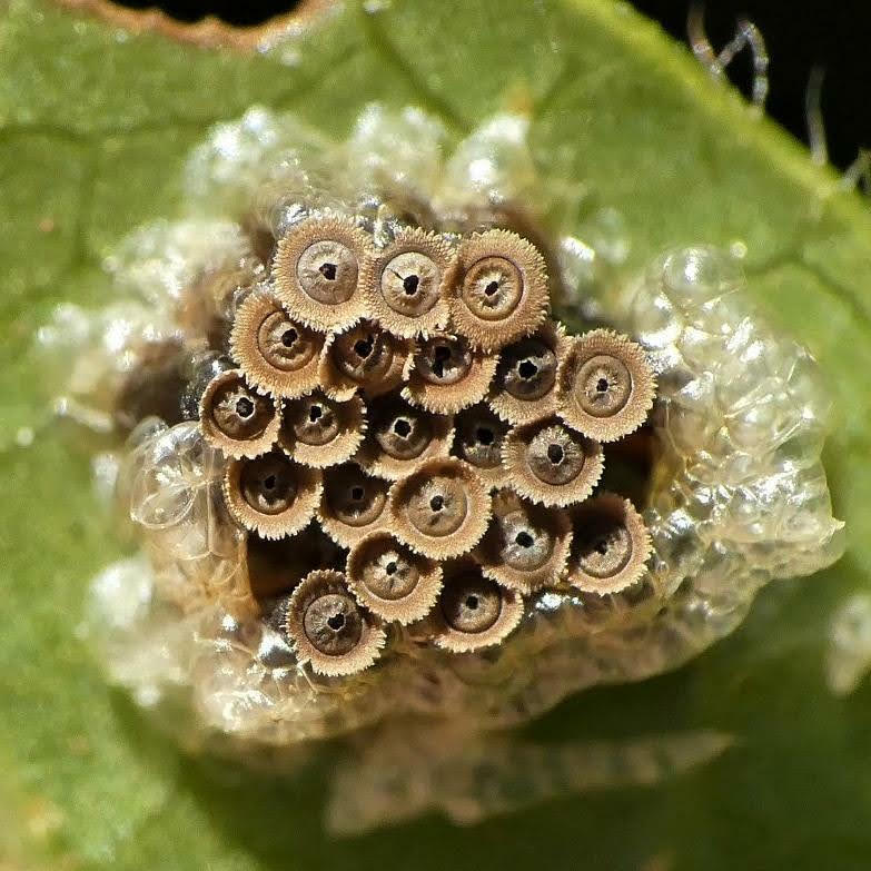 Françoise BERNARD - Nagusta goedelii - réf. 283121 (783 x 783 pixels, 101 ko)