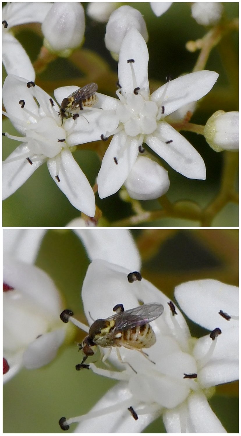 Bernard Ginesy - Empidideicus hungaricus - réf. 283780 (828 x 1500 pixels, 156 ko)