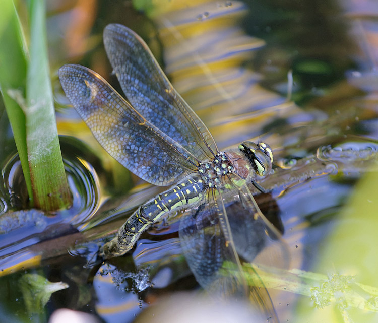 Pierre SENGEZ - Brachytron pratense - réf. 283089 (750 x 641 pixels, 163 ko)
