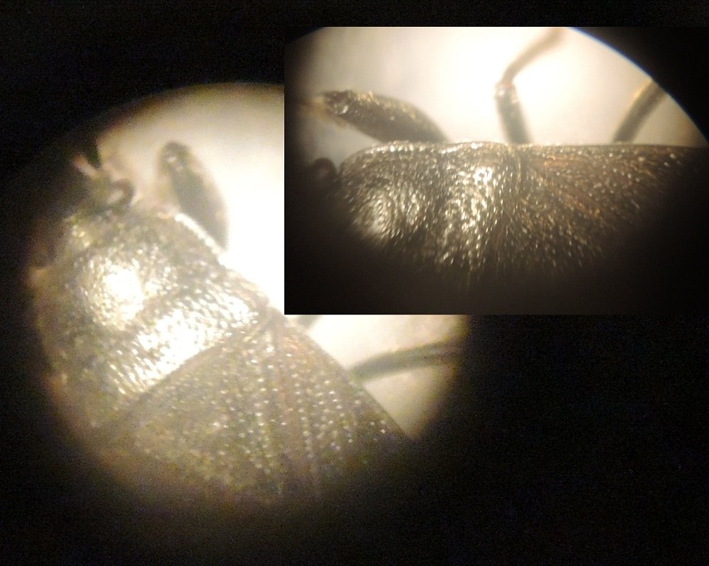 Fools - Megalonotus dilatatus - réf. 283753 (1000 x 799 pixels, 119 ko)