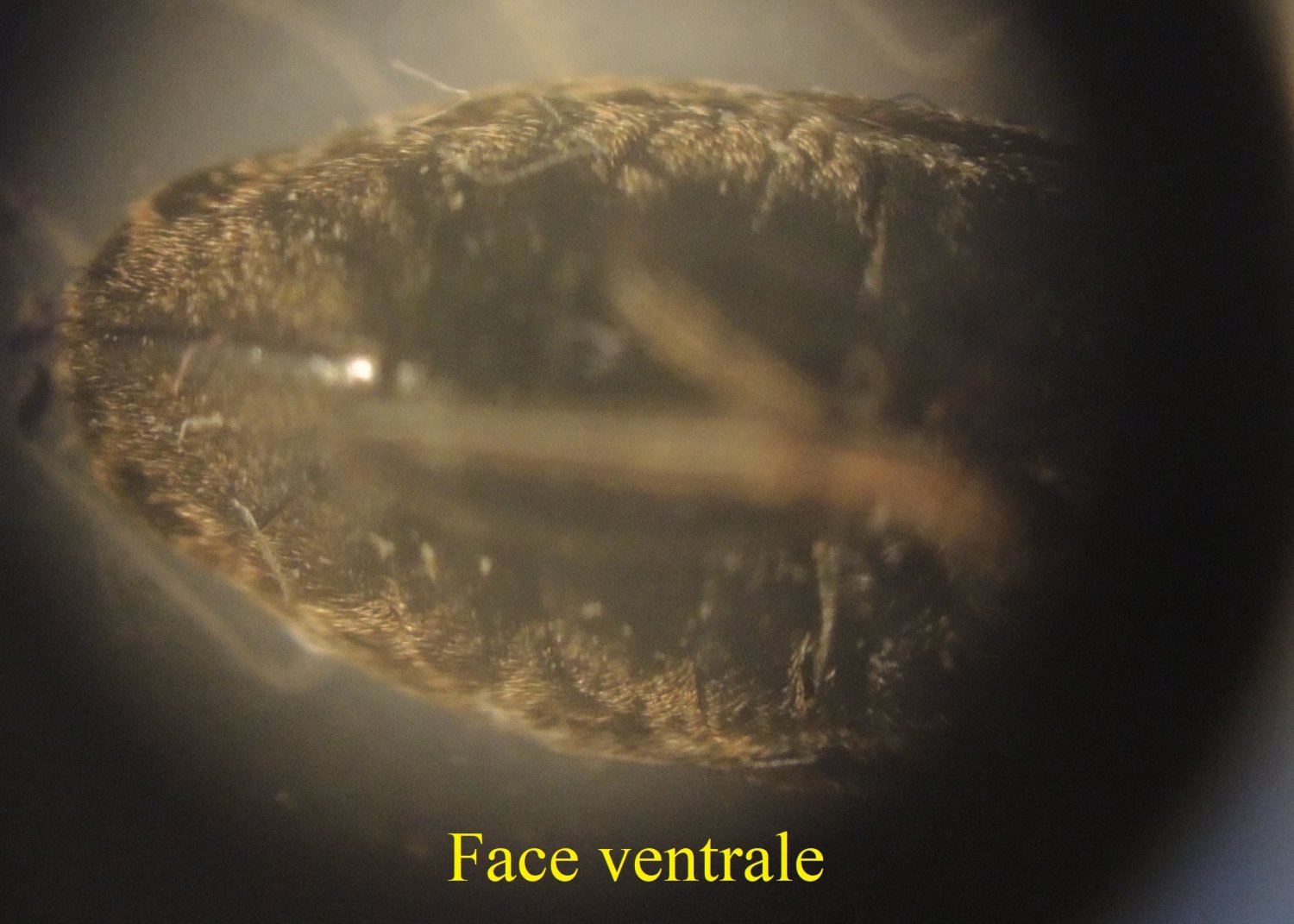 Fools - Megalonotus dilatatus - réf. 283813 (1500 x 1071 pixels, 179 ko)