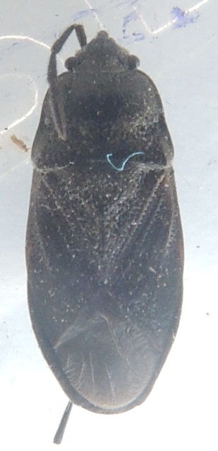 Fools - Megalonotus dilatatus - réf. 283812 (309 x 637 pixels, 57 ko)