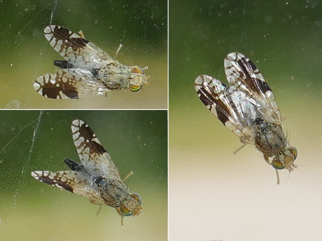 Réf. 283706 — INSECTA > Diptera > Tephritidae > Tephritis divisa www