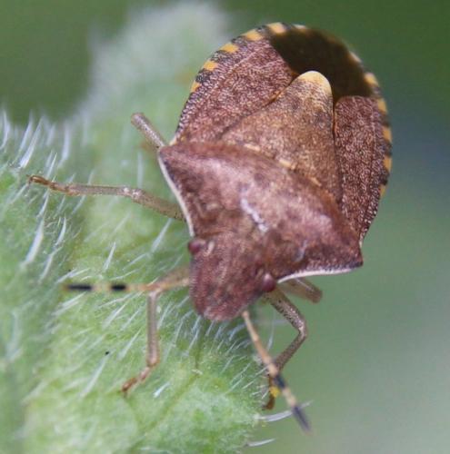 Réf. 284 484 : Peribalus strictus vernalis