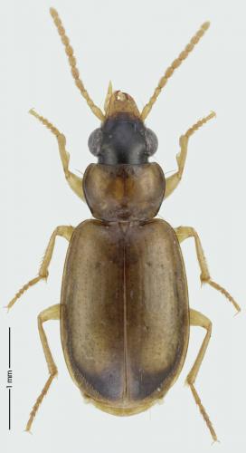 Perigona nigriceps