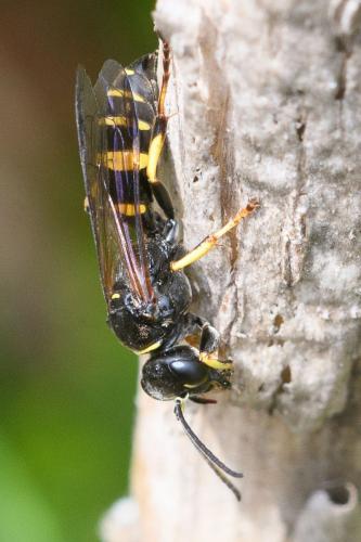 Réf. 284 727 : Gorytes planifrons