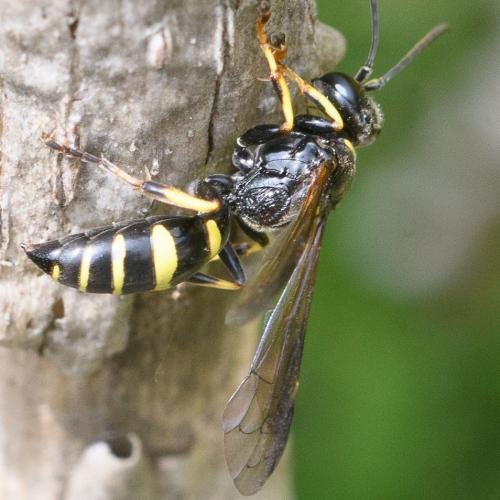 Réf. 284 728 : Gorytes planifrons