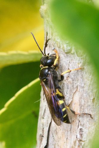 Gorytes planifrons